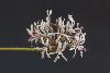 <em>Pelargonium auritum subsp carneum</em>